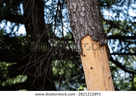 Damaged tree trunk with stripped bark exposing bare light wood in forest