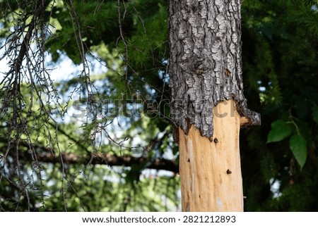 Damaged tree trunk with stripped bark exposing bare light wood in forest