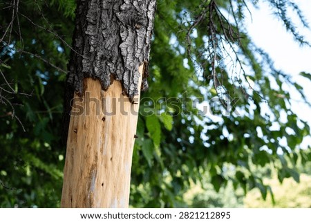 Damaged tree trunk with stripped bark exposing bare light wood in forest