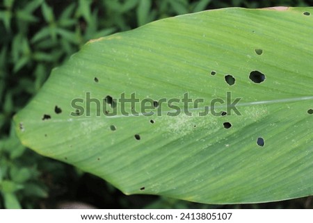 
A damaged turmeric leaf with holes that are chewed by insects and larger critters include caterpillars and beetles, grasshoppers, snails and slugs - Leaf with holes, eaten by insects.