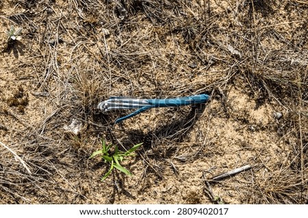 Damaged underground cable exposed in sandy soil environmental hazard concept