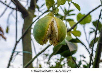 Damaged Unhealthy Pomelo Or Shaddock Fruit Close Up On The Tree