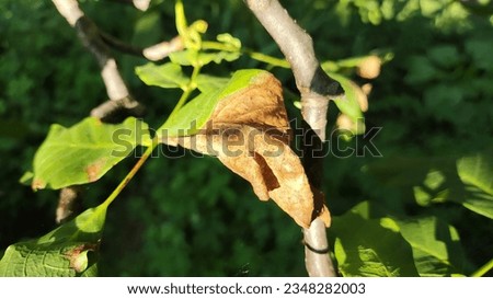 damaged walnut leaves. walnut disease. sick tree. diseased green leaves on branches. flora diseases. burnt leaves.