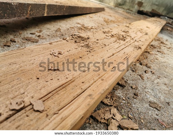 Damaged wood from being eaten by termites. Old and\
grunge wood board was eating by group of termites with selective\
and soft focus.