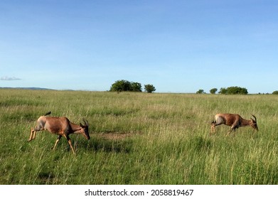 The Damaliscus, Known As Tsessebes, Genus Of Antelope In The Family Bovidae, Subfamily Alcelaphinae 