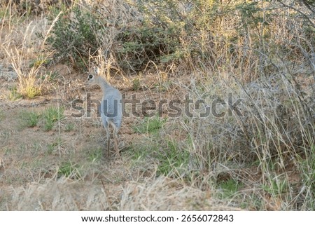 Damara Dik Dik in Namibia