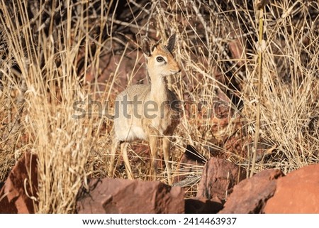 Damara dik-dik, Kirk‘s dik-dik in the savannah, small antelope, Namibia