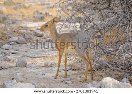 A Damara dik-dik, a tiny antelope with large expressive eyes and a long slender snout, standing alert in the golden savannah of Etosha National Park, Namibia, Africa.