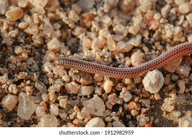 Damara Threadsnake, Species Rarely Sen