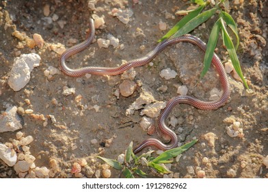 Damara Threadsnake, Species Rarely Sen