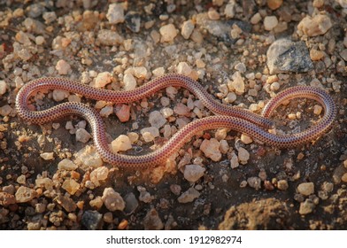 Damara Threadsnake, Species Rarely Sen