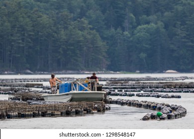 Damariscotta, Maine, USA - July 2, 2018:  Oyster farming in the Damariscotta River involving traps, cages, boats and processing centers