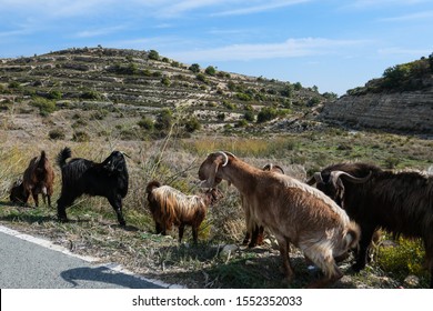 Damascus Goats On The Side Of The Road In The Highlands Of Cyprus


