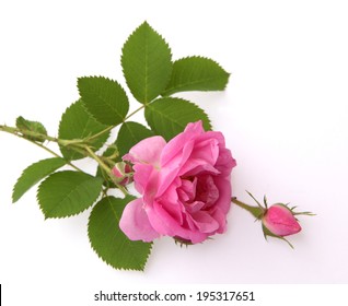 Damask Rose.