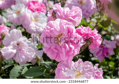 Damask rose bush in full bloom, close-up. In raindrops. Bulgarian rose. Damask rose. Rosa damascena.