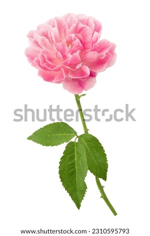Damask rose flower isolated on white with clipping path.
