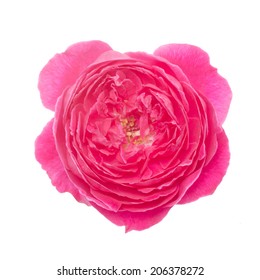 Damask Rose Isolated On White Background