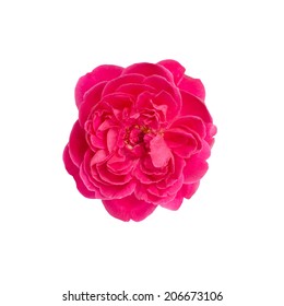 Damask Rose Isolated On White Background