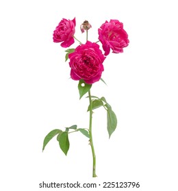 Damask Rose Isolated On White Background