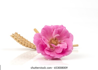 Damask Rose On White Background.
