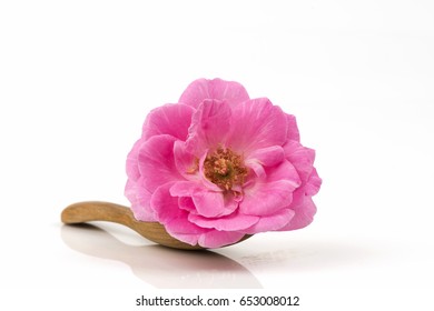 Damask Rose On White Background.
