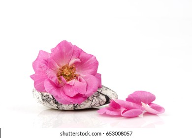 Damask Rose On White Background.
