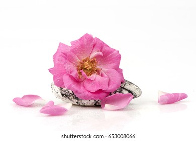 Damask Rose On White Background.
