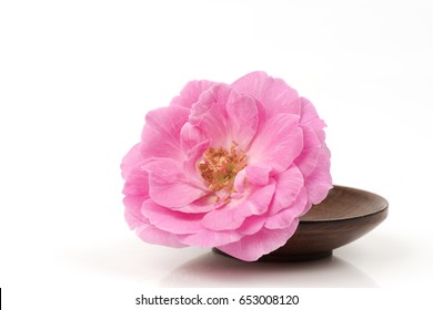 Damask Rose On White Background.
