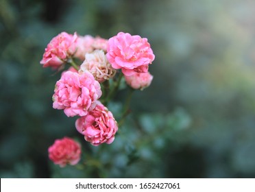  Damask rose, Pink damask rose, Summer damask rose, Close up small bouquet withered pink roses on blurred green leaf background in garden with morning light. - Powered by Shutterstock