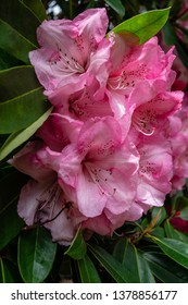 Dame Nellie Melba Rhododendron In Full Bloom