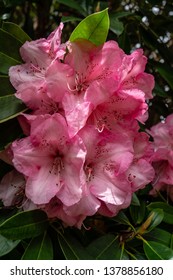 Dame Nellie Melba Rhododendron In Full Bloom