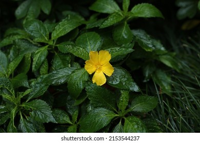 damiana adalah Damiana is a herbal plant with many benefits dengan banyak khasiat