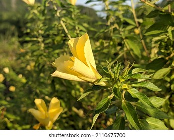 damiana flower bloom in the morning