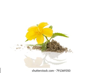 Damiana flower and damiana dried and fresh leaves isolated on white background.