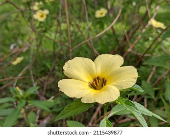 damiana flower in the morning