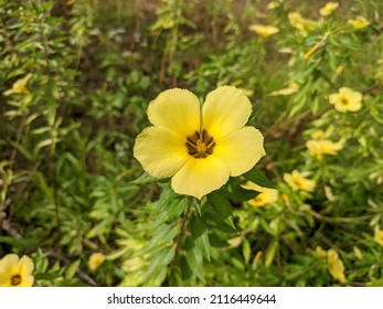 damiana flower in the morning