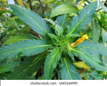 Damiana flower or damiana plant, yellow plant