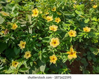Damiana flower (Turnera Diffusa) in tropical nature Borneo