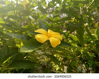 Damiana flower or turnera diffusa flower under and leaves the rays of the sun