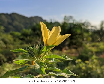 damiana flowers bloom in the morning