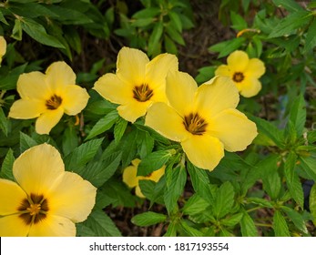 Damiana flowers (turnera diffusa) bloom in the morning