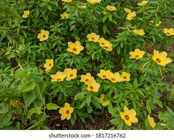 Damiana flowers (turnera diffusa) bloom in the morning