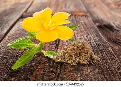 Damiana, turnera diffusa flower on brown wooden table. Medicinical herbs.