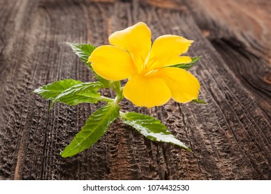 Damiana, turnera diffusa flower on brown wooden table. Medicinical herbs.