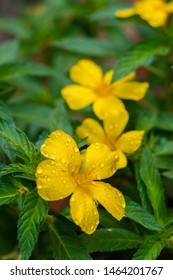 Damiana,Turnera diffusa is a plant with yellow flowers,used as herbal medicine.