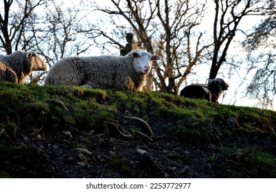 a damned sheep in a horror-bleak landscape above a ravine or ditch. the pasture is planted with trees with bare branches. autumn scene. he eats grass and looks at the photographer, lying down - Shutterstock ID 2253772977