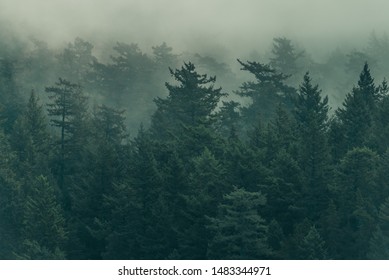 Damp, Foggy, And Lush Pacific Northwest Forest Scene