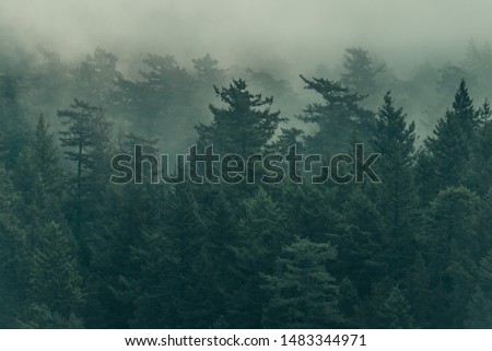 Damp, foggy, and lush Pacific Northwest forest scene