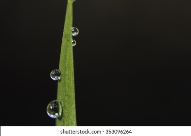 Damp grass