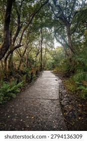 A damp stone path winds through a tunnel of tall trees and ferns near Victoria Falls in Zimbabwe. Morning light filters through wet leaves, hinting at a nearby waterfall.